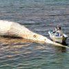 体長12メートル。福井県に漂着したクジラの死骸がマジでデカすぎるw(ﾟoﾟ)w