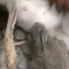 母ウサギを殺してしまったハンター “死んだ母の乳を吸う子ウサギ”を見て衝撃の決断へ