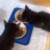 猫ちゃんたちが餌を食べながらフニャフニャ会話している動画がたまらなく可愛いｗｗｗ