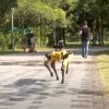 ボストン・ダイナミクスの四足歩行ロボが公園の巡回警備をしている様子　進化したなーほんと