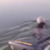 ボートに乗っていたら”プラスチックボトルが頭に嵌って抜けない”クマさんが泳いでいる所に遭遇　救助してあげる映像