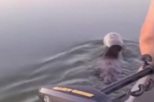 ボートに乗っていたら”プラスチックボトルが頭に嵌って抜けない”クマさんが泳いでいる所に遭遇　救助してあげる映像