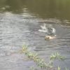 【閲覧注意】飼い犬がワニがいる池に飛び込み、捕食されてしまう映像