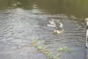 【閲覧注意】飼い犬がワニがいる池に飛び込み、捕食されてしまう映像