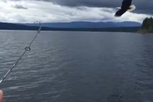 釣り中に水中から魚を引き揚げる時に”鷹”が魚を横取り、しかし釣り針に引っかかりﾘｰﾙが限界まで引っ張られていく映像