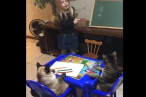 「娘(6)が猫達に授業してたｗｗｗｗｗ」マジで授業しててワロタｗ