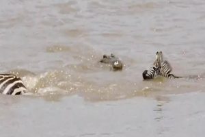 ケニアの貯水池を渡る子供のシマウマがワニに捕食される瞬間を観光客が捉えた映像