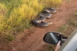ブラジルで道端に巨大アナコンダが… 車が通ると飛びかかってくる衝撃映像