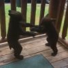 女性「何か家の前で小熊二匹が喧嘩してるんですけどｗｗｗ」　なにこれ凄い・・・