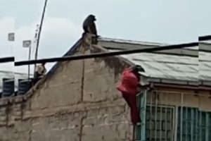 屋根にいる猿を追い払おうとした屋根に登ろうとした男が、猿に詰め寄られ転落する