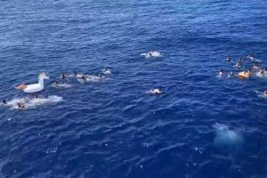 アメリカの沿岸警備隊が”船からの海水浴を楽しむ乗客”に忍び寄るサメに発砲する映像