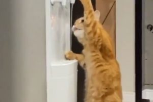 「これは、美味いニャ～！」ウォーターサーバーを自分で操作して水を飲む猫ちゃんが撮影される