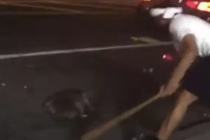 【閲覧注意】アライグマが、ニューヨークで車に轢かれた</div>
<div id=