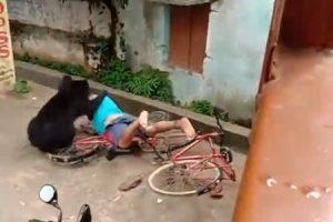 【衝撃】インドの住宅街に野生のクマが侵入し、人々を襲う衝撃の映像