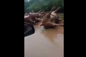 【衝撃】メキシコの洪水で大量の牛が流され溺死してしまう衝撃の映像