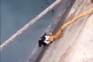 「助けてくれニャー！！！」絶体絶命の猫ちゃんにロープを投げて助ける映像