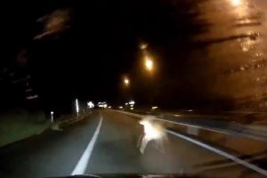 北海道、後志自動車道をかなりのスピードで飛ばしていたドライバーがシカと接触する瞬間のドラレコ映像