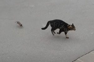 「ちょっ！無理！マジ無理！こないで！」ネズミに追いかけられる猫ちゃんがワロタｗ
