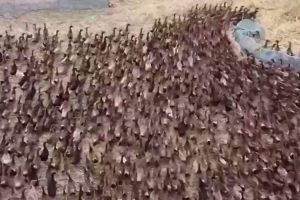 タイで害虫駆除の為、アヒル軍１万羽が水田に派兵されるｗｗｗ