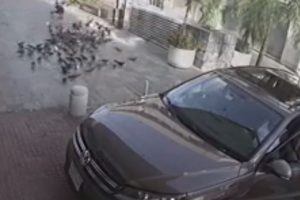 【衝撃】鳩に餌をやり群れを集めた所で一気に網で捕獲し、車に詰め込み逃げる男達の映像