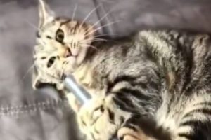 猫が掃除機に吸われて遊んでいる動画がクソワロタｗｗｗ