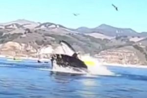 カリフォルニアでカヤックを楽しんでいた女性二人がザトウクジラに飲み込まれる衝撃の映像