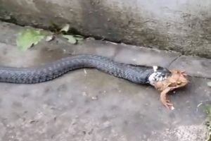 【絶望】ウシガエルがヘビにジワジワと呑み込まれていく映像が絶望感半端ない
