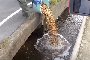 【奈良】養殖業者が大量の金魚を用水路に不法投棄する動画。