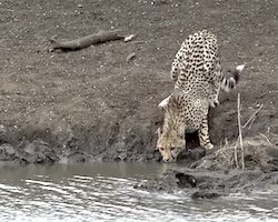 【動画】ワニがチーターを水中に引きずり込み捕食する瞬間が撮影される