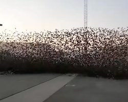 これはもう鳥の壁！鳥の超大群にトラックで突っ込んでいく動画がすごい。