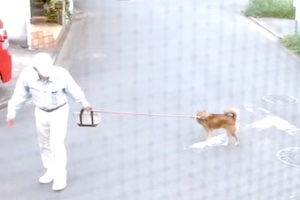 【神奈川】ペットの芝犬を角材で殴る飼い主。動物愛護団体による救出ドキュメントが話題に。