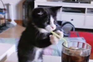 【ネコ】ストローで飲み物を飲もうとしている子猫が死ぬほどかわいいｗｗｗ