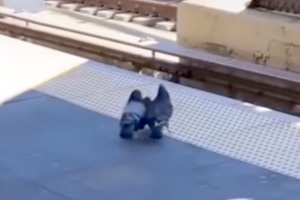 鳩の殺人？2羽の鳩が他の1羽を線路に突き落とす動画がNYで撮影される。