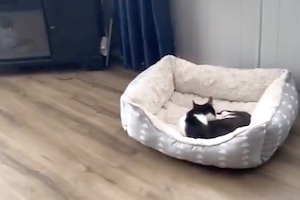 自分のベッドをネコに占拠されてしまったワンちゃんの動画がｗｗｗ