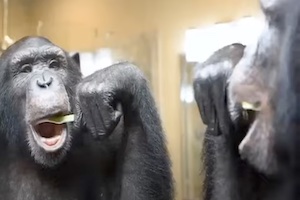 【動画】チンパンジーの就寝のルーティーンが想像以上にヒトだった。