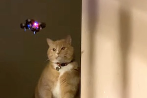 【ネコ】迫り来るドローンに猫パンチが炸裂するネコネコ動画。