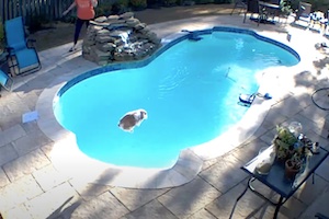 うさぎって泳げるんだ。プールを見るとついつい飛び込んでしまうウサギの動画が人気に。