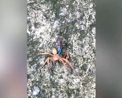 【動画】蜘蛛を器用に解体して胴体だけ持ち去るベッコウバチの映像。