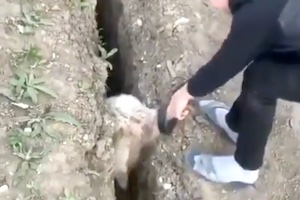 【動画】とんでもなく間抜けな羊さん、助けてもらったそばから逝くｗｗｗ