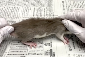 生きているネズミを〆て冷凍ネズミを作る爬虫類愛好家の動画がグロい。