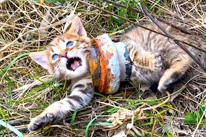 【ネコ】鉄パイプにロックされた状態で発見され人間に救われた子猫ちゃんが激かわ。