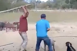 【衝撃】豚を屠殺しようとして起きた悲劇の動画。これはキツい・・・。