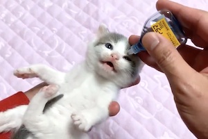 はじめて目薬を注される子猫ちゃんの動画が可愛すぎると話題に。