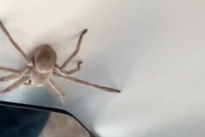 これは怖すぎる。着陸降下中の飛行機のコクピットに巨大な蜘蛛が！！