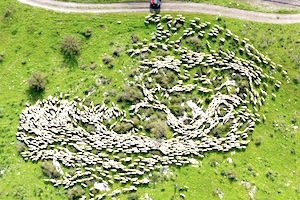 流れる羊。イスラエルの空中写真家による羊たちの空撮映像が楽しい。