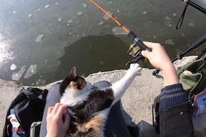 猫に邪魔されて釣りに集中できない釣り人の動画が人気に。
