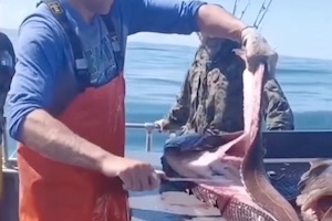 【動画】漁師が魚の胃袋から驚きの物を取り出すビデオが話題に。