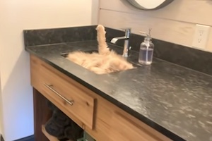 猫はやっぱり液体だった。洗面台でおかしな事になっている猫ちゃんの動画が人気に。
