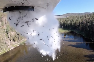 飛行機から落とされる何万匹もの魚！ユタ州で行われるエアドロップ放流の様子。