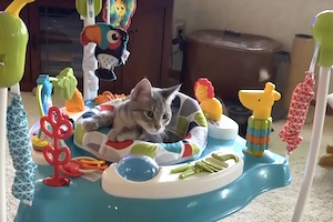 赤ちゃん用のベビーバウンサーに赤ちゃん以上に夢中になっている子猫の映像。